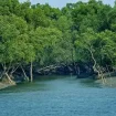 World's largest mangrove forest