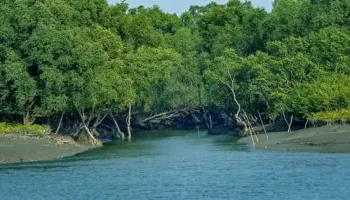 World's largest mangrove forest